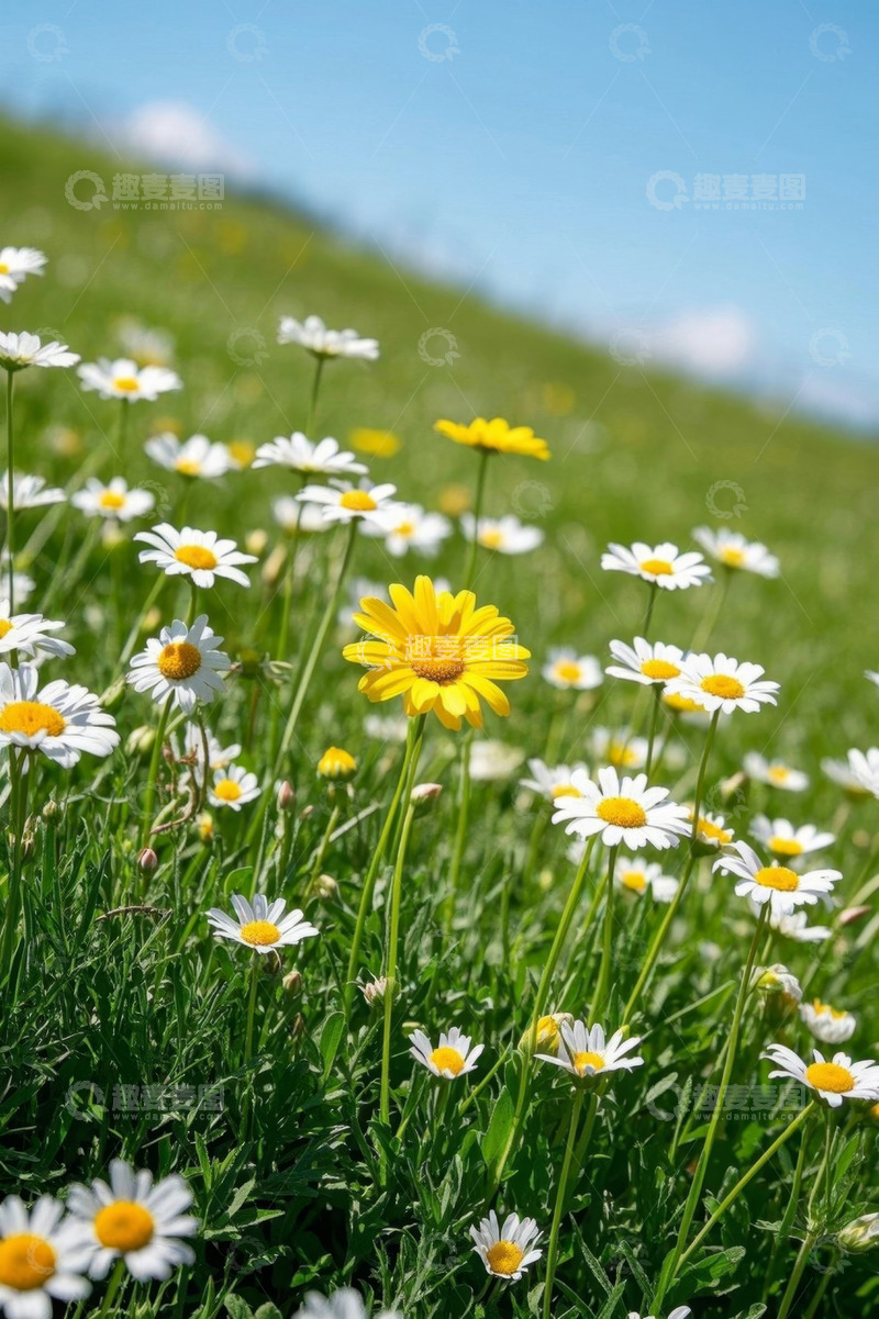 高清大图下载【趣麦麦图】草地雏菊特写