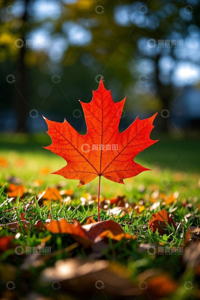 高清大图下载【趣麦麦图】草地上的红色枫叶