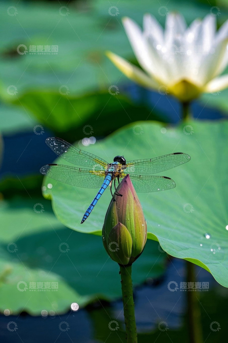 高清大图下载【趣麦麦图】蜻蜓停留在荷花花苞上
