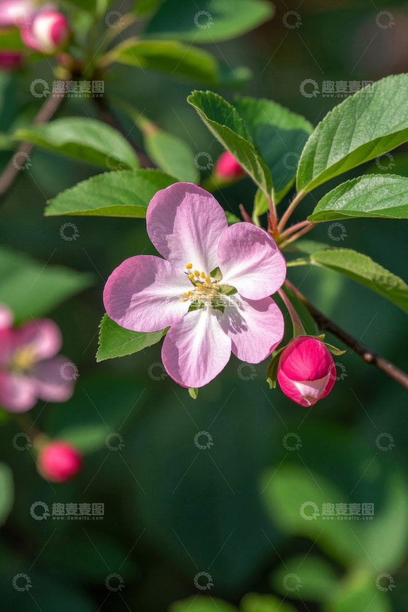 高清大图下载【趣麦麦图】特写粉色绽放的苹果花