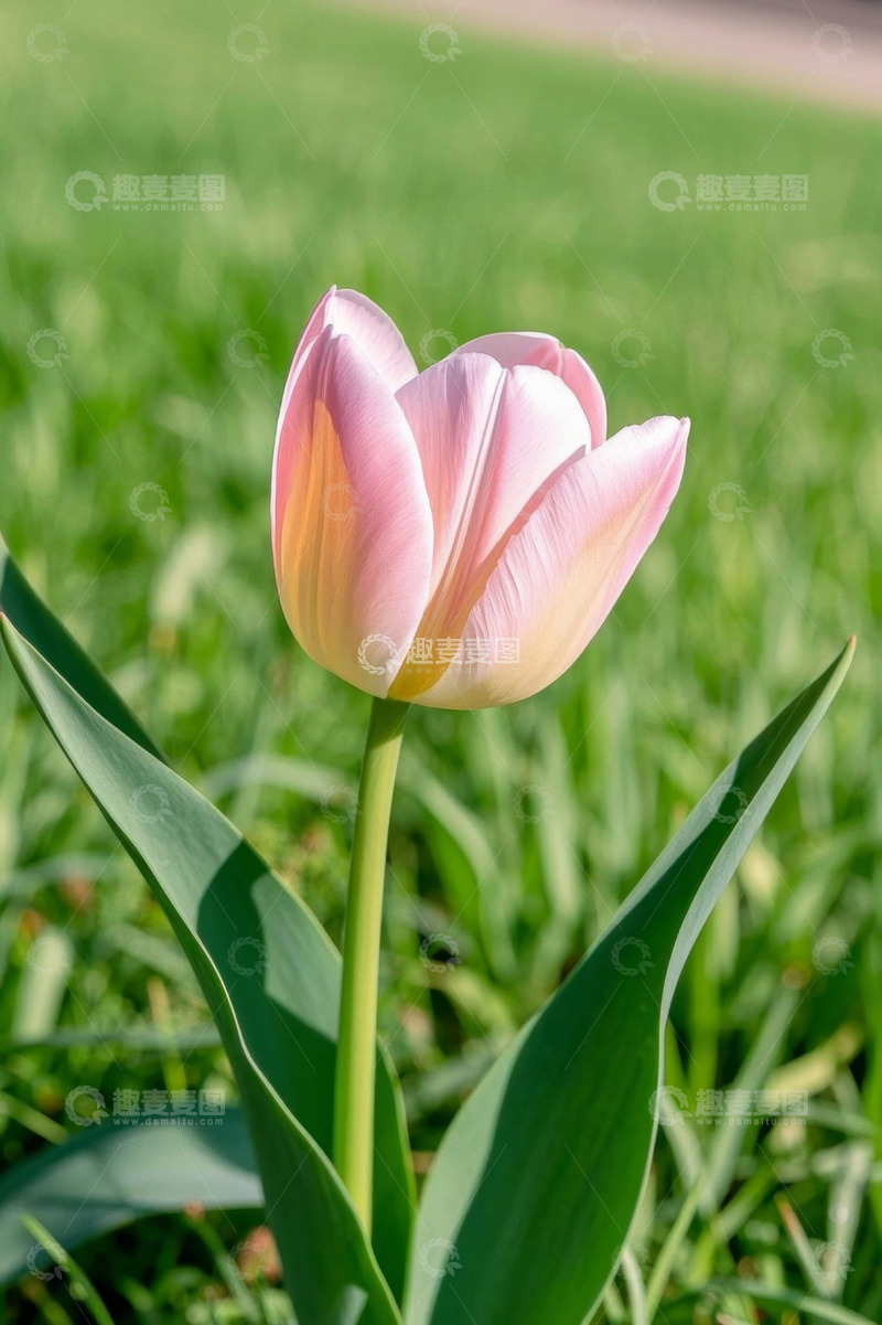 高清大图下载【趣麦麦图】粉色郁金香特写