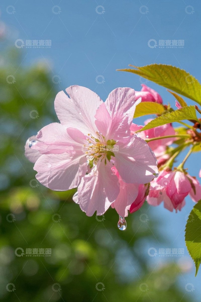 高清大图下载【趣麦麦图】阳光下带水珠的粉色樱花