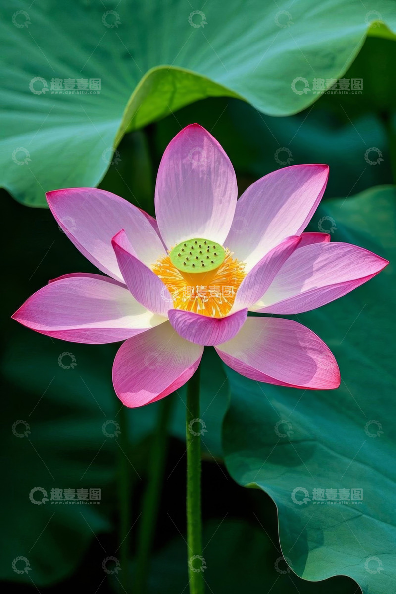 高清大图下载【趣麦麦图】盛开的粉色荷花特写