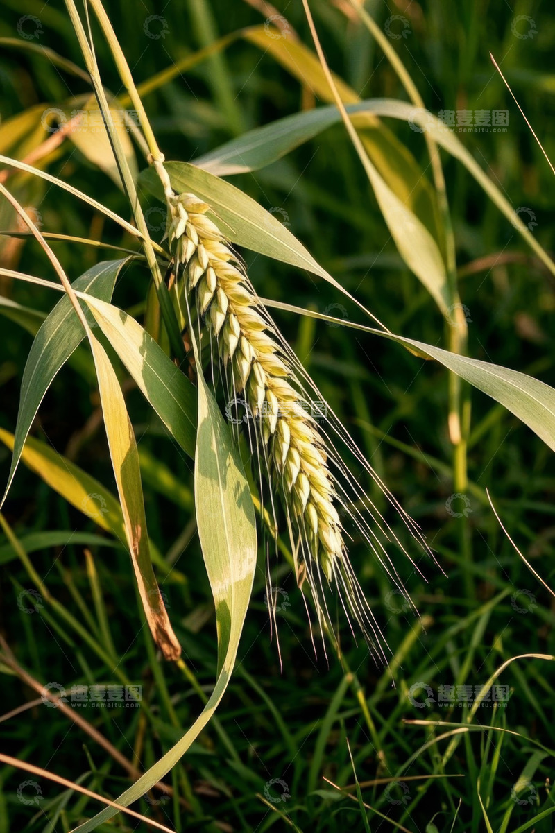 高清大图下载【趣麦麦图】特写小麦植株素材