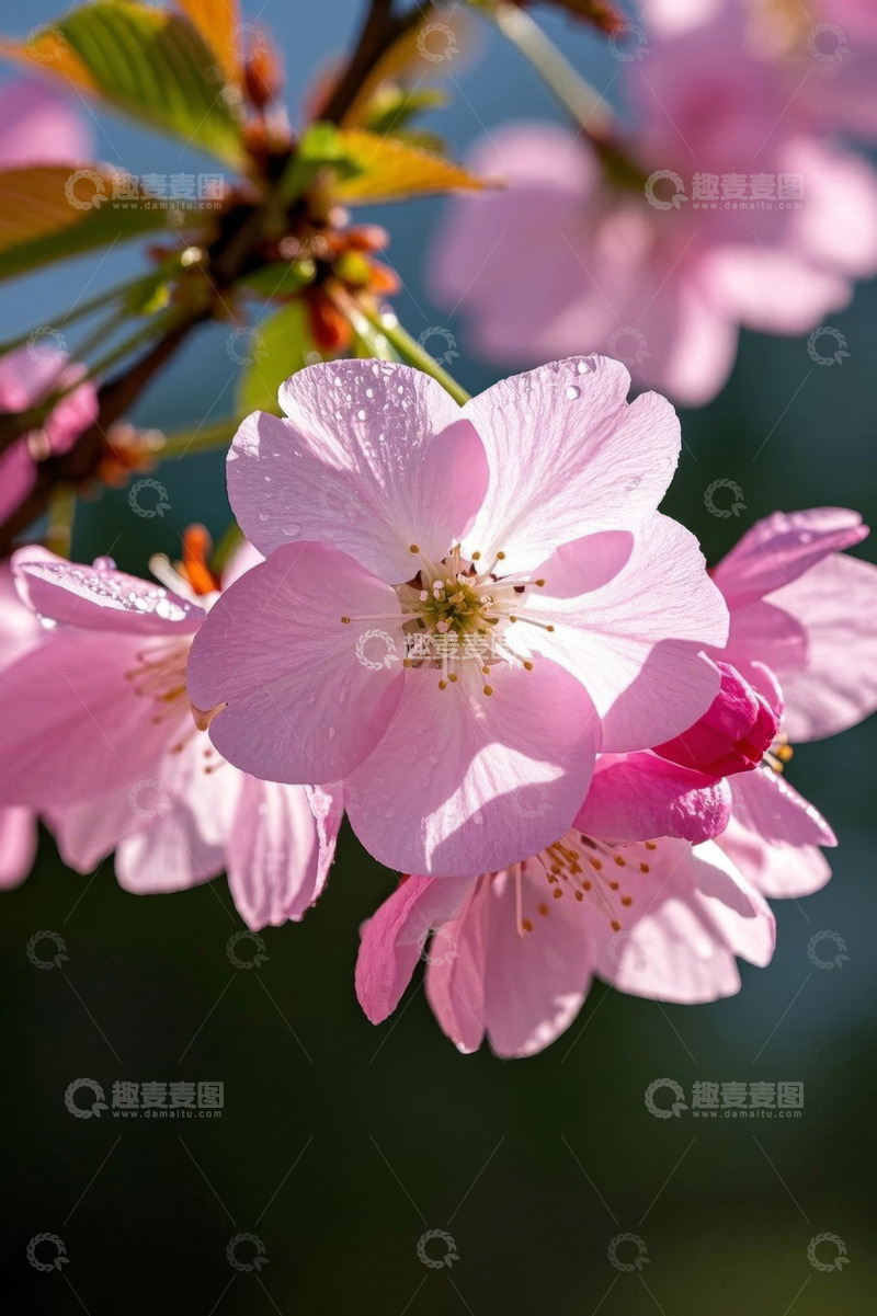 高清大图下载【趣麦麦图】粉色樱花特写