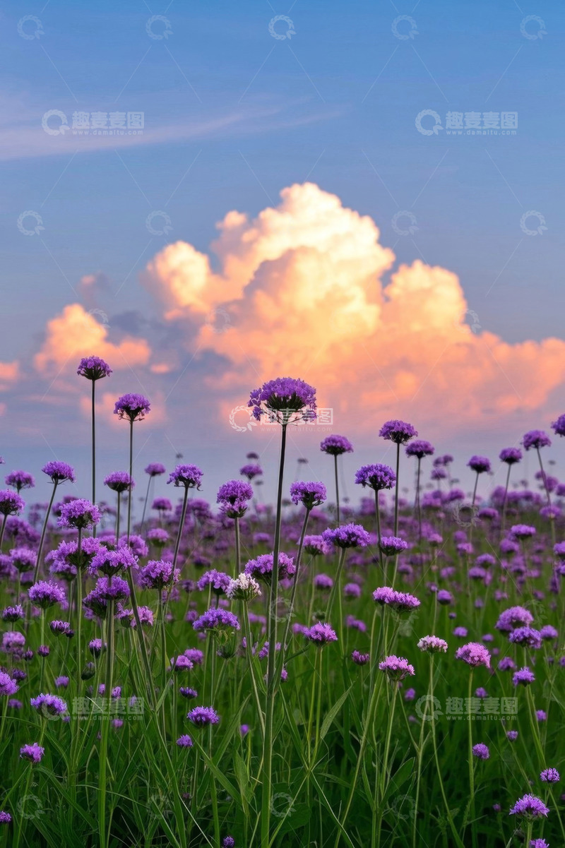 高清大图下载【趣麦麦图】紫色花海与绚丽云彩风景