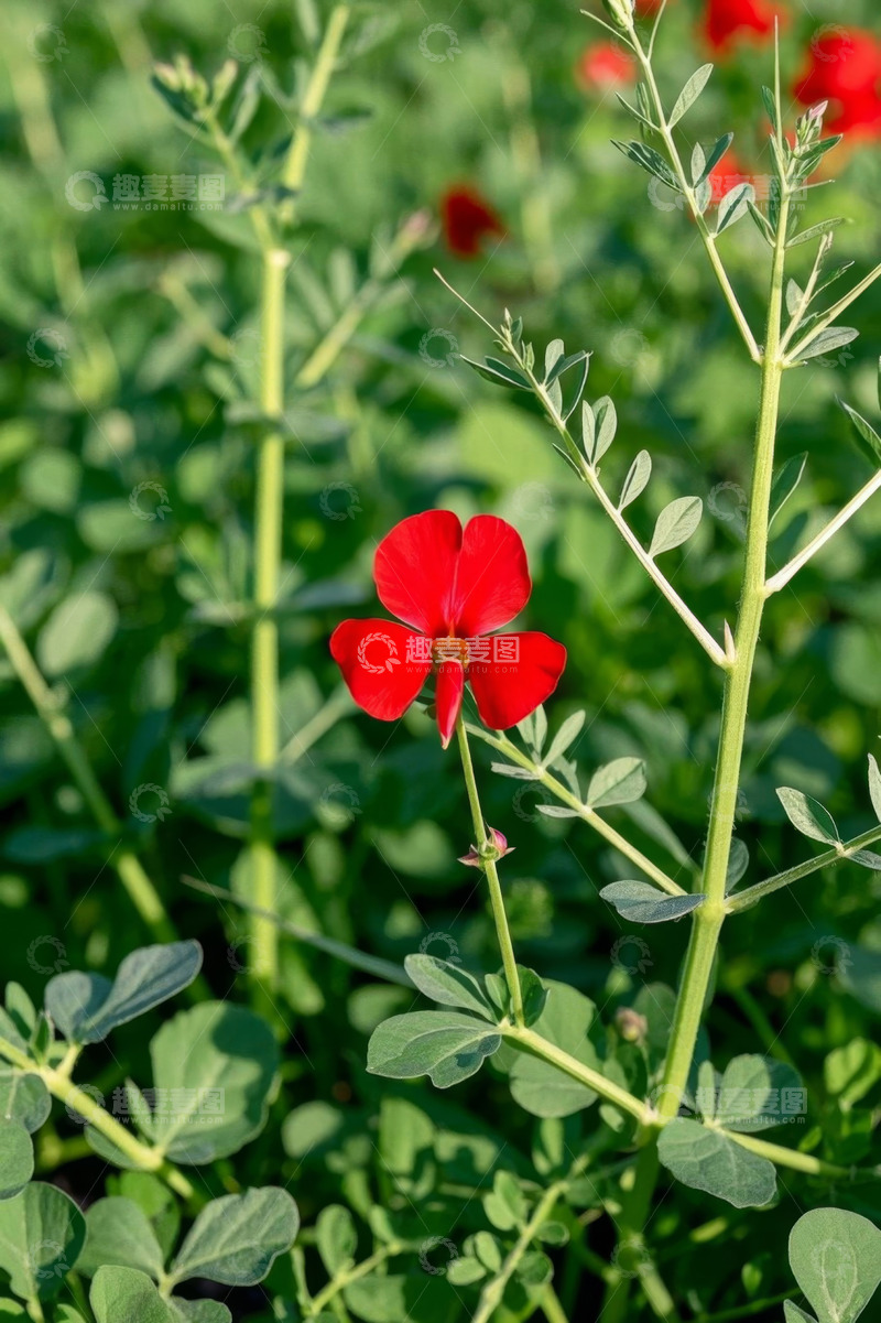 高清大图下载【趣麦麦图】红色花朵与绿色植物特写
