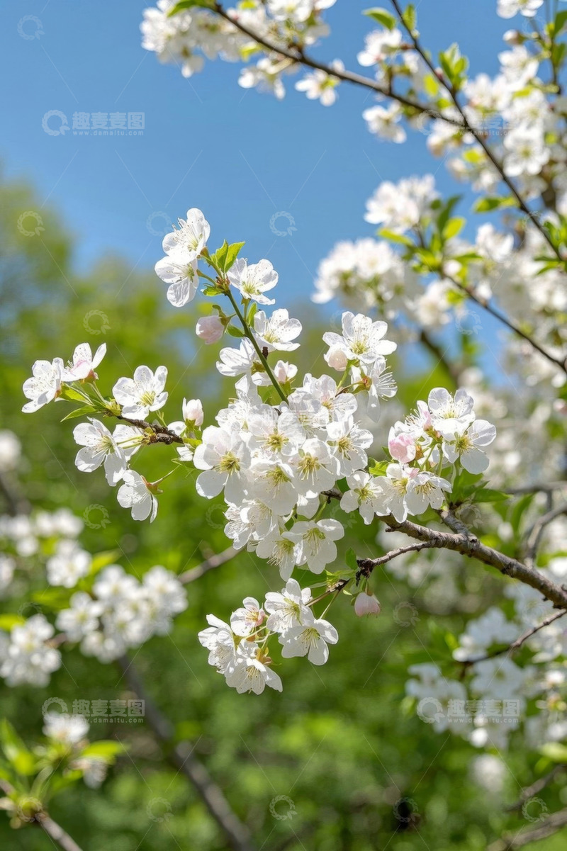 高清大图下载【趣麦麦图】枝头绽放的白色花朵