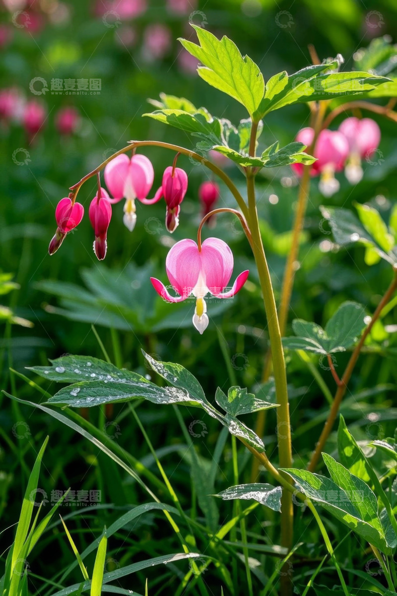高清大图下载【趣麦麦图】荷包牡丹自然花卉特写