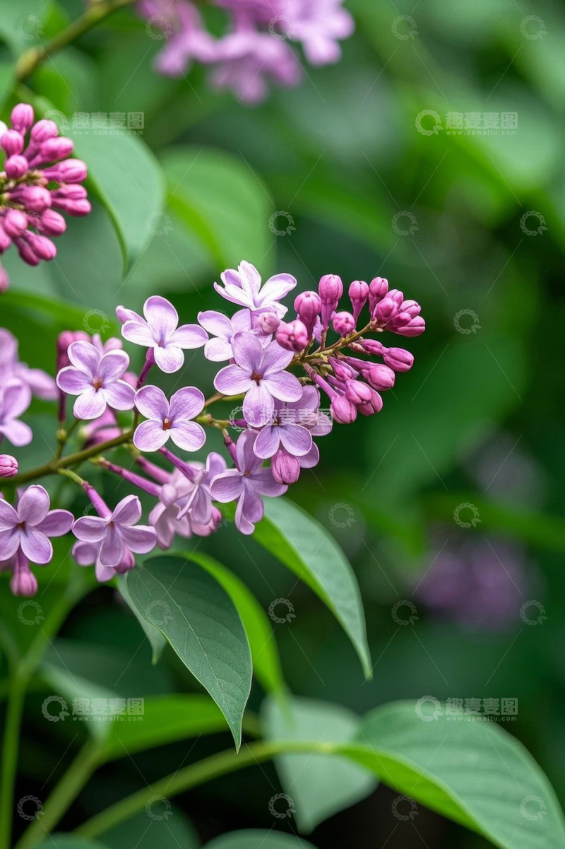 高清大图下载【趣麦麦图】紫色丁香花特写