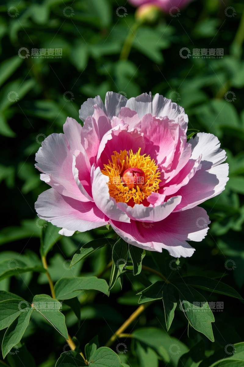 高清大图下载【趣麦麦图】盛开的粉色牡丹花特写