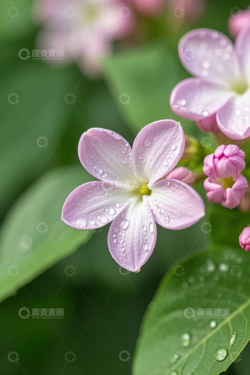 高清大图下载【趣麦麦图】带水珠的粉色花卉特写