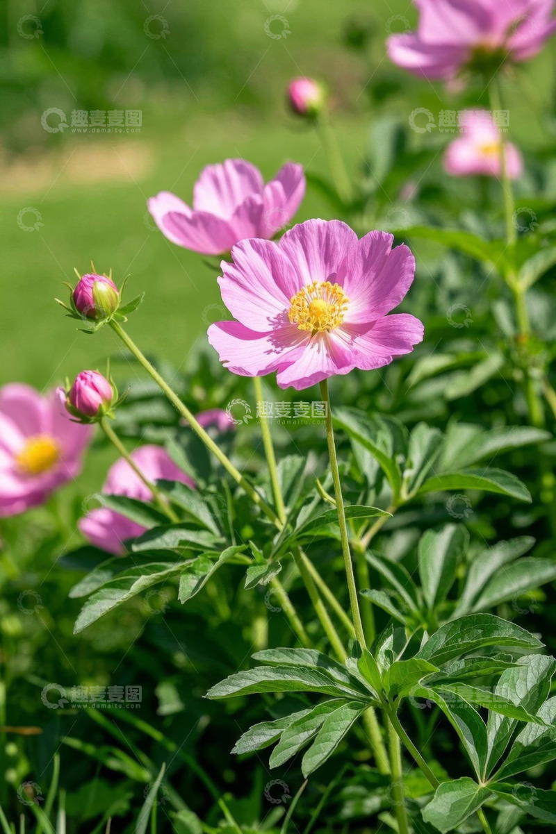 高清大图下载【趣麦麦图】户外粉色花卉特写