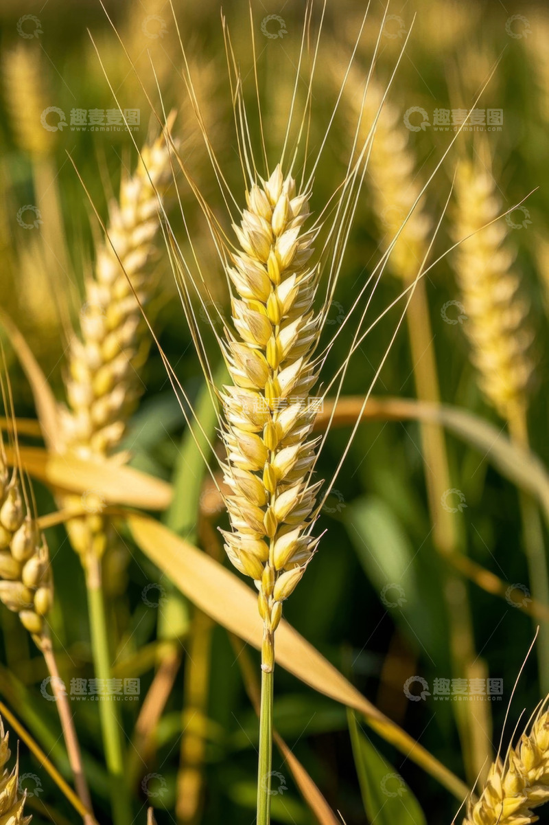 高清大图下载【趣麦麦图】成熟小麦特写