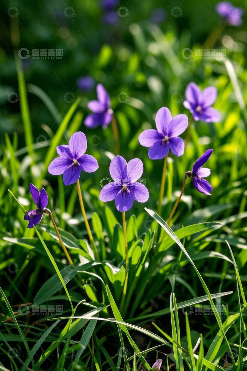 高清大图下载【趣麦麦图】阳光下绽放的紫色野花