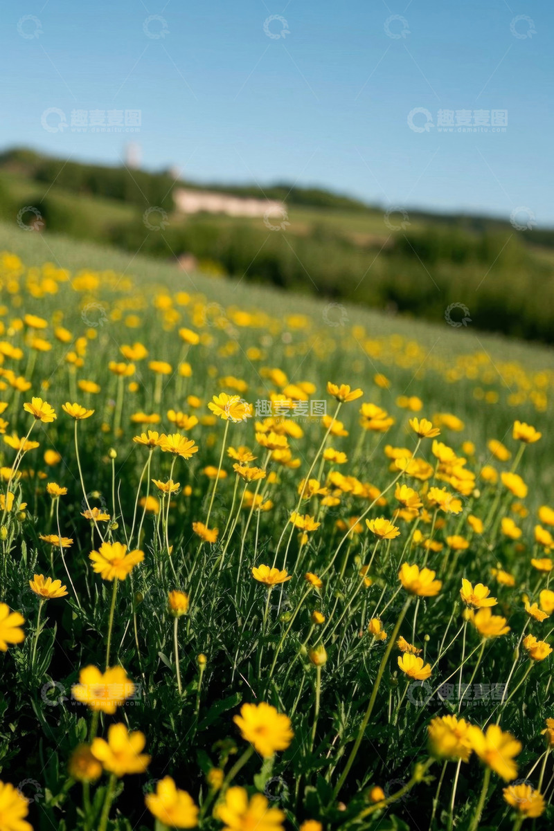 高清大图下载【趣麦麦图】户外黄色花海自然景观