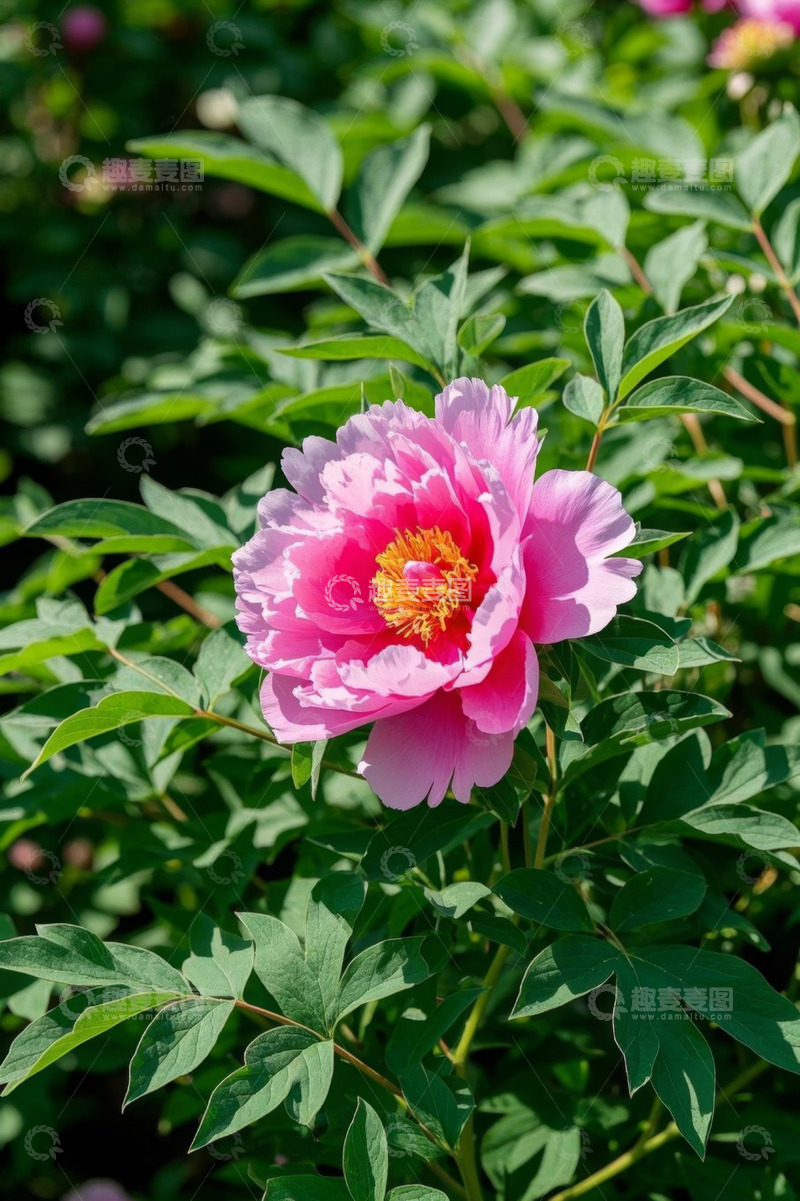 高清大图下载【趣麦麦图】盛开的粉色牡丹花特写
