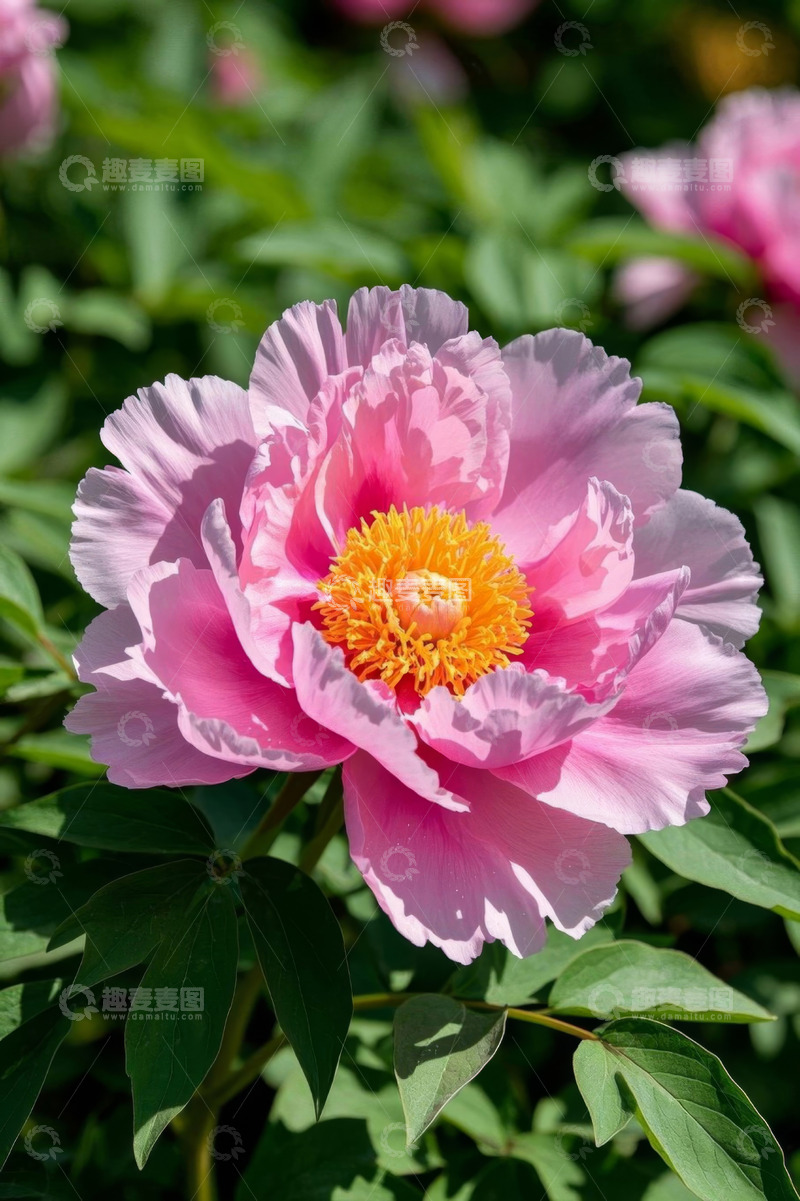 高清大图下载【趣麦麦图】盛开的粉色牡丹花特写