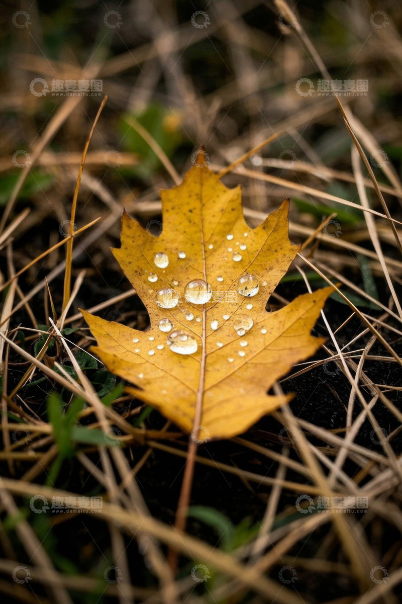 高清大图下载【趣麦麦图】草地上带水珠的黄色枫叶