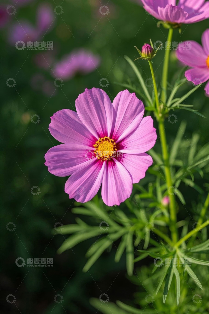 高清大图下载【趣麦麦图】粉色格桑花特写