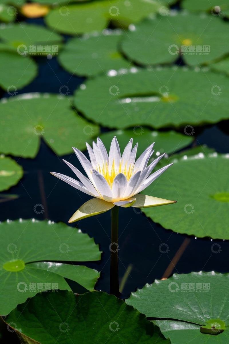 高清大图下载【趣麦麦图】池塘中的白色睡莲与荷叶