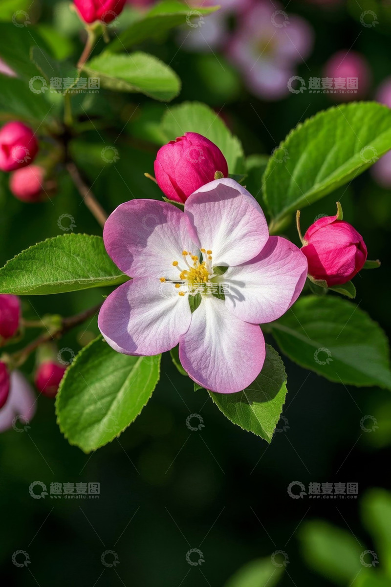 高清大图下载【趣麦麦图】盛开的粉色花朵与绿叶