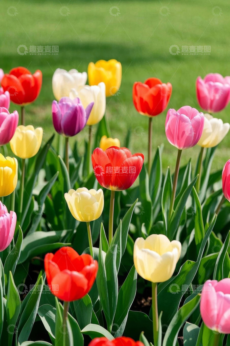 高清大图下载【趣麦麦图】多彩郁金香花丛