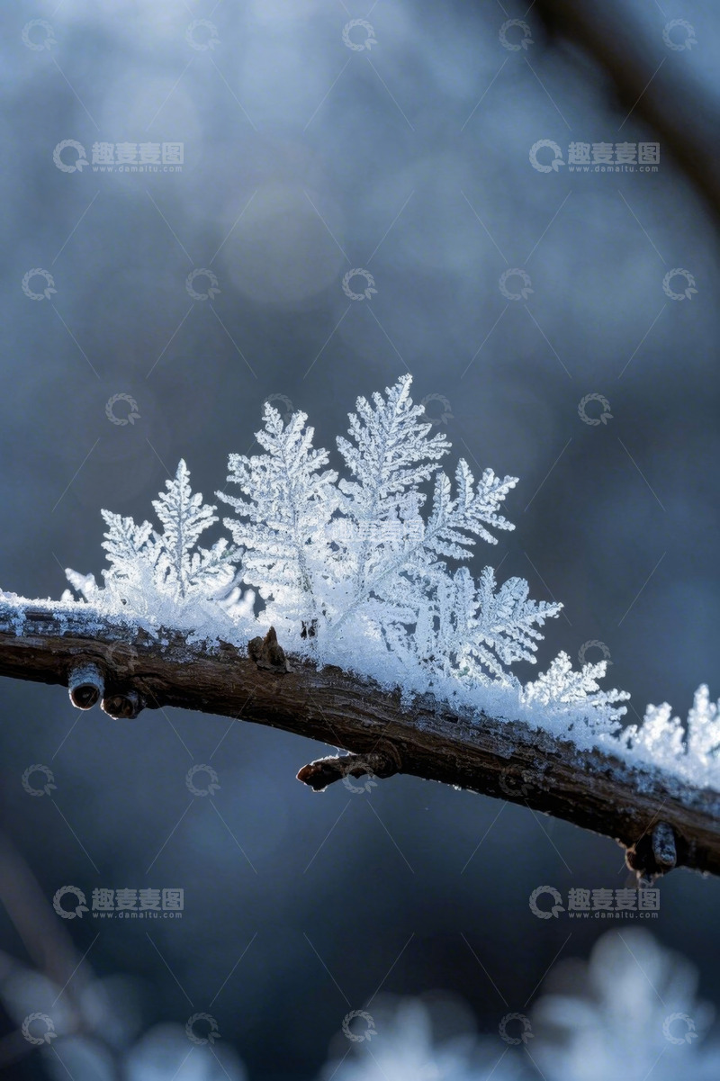 高清大图下载【趣麦麦图】树枝上的霜花特写
