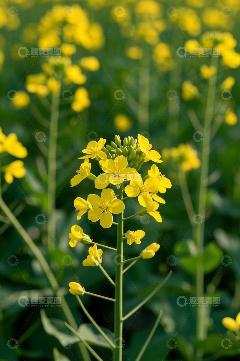 高清大图下载【趣麦麦图】黄色油菜花特写