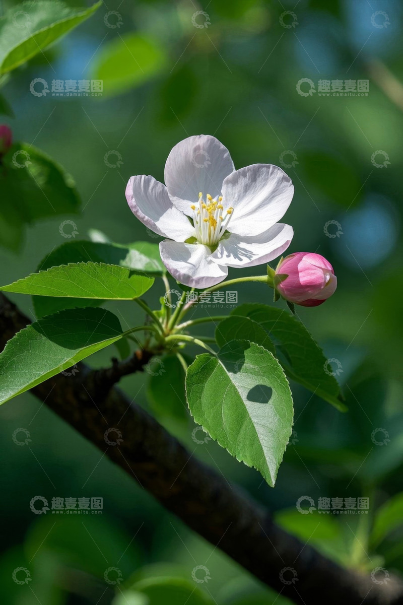 高清大图下载【趣麦麦图】盛开的白色花朵与绿叶