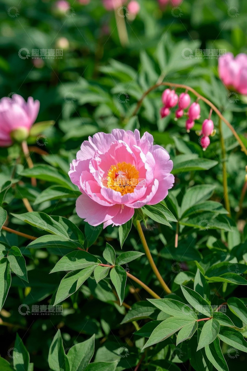 高清大图下载【趣麦麦图】粉色牡丹花特写