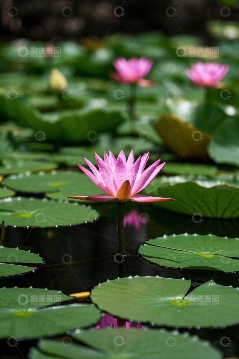 高清大图下载【趣麦麦图】池塘中的粉色睡莲与荷叶