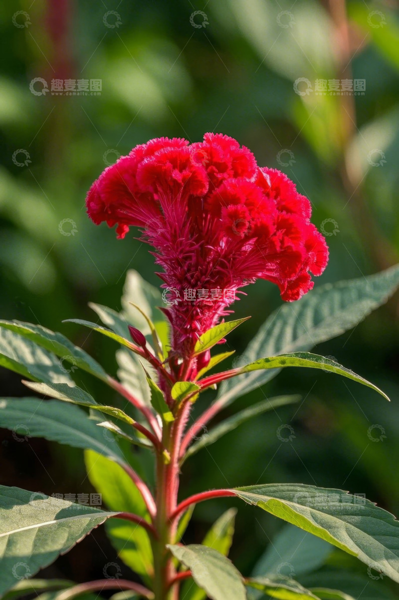 高清大图下载【趣麦麦图】红色鸡冠花特写