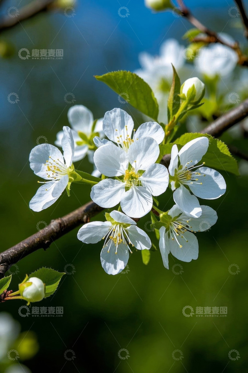 高清大图下载【趣麦麦图】白色花朵绽放枝头特写