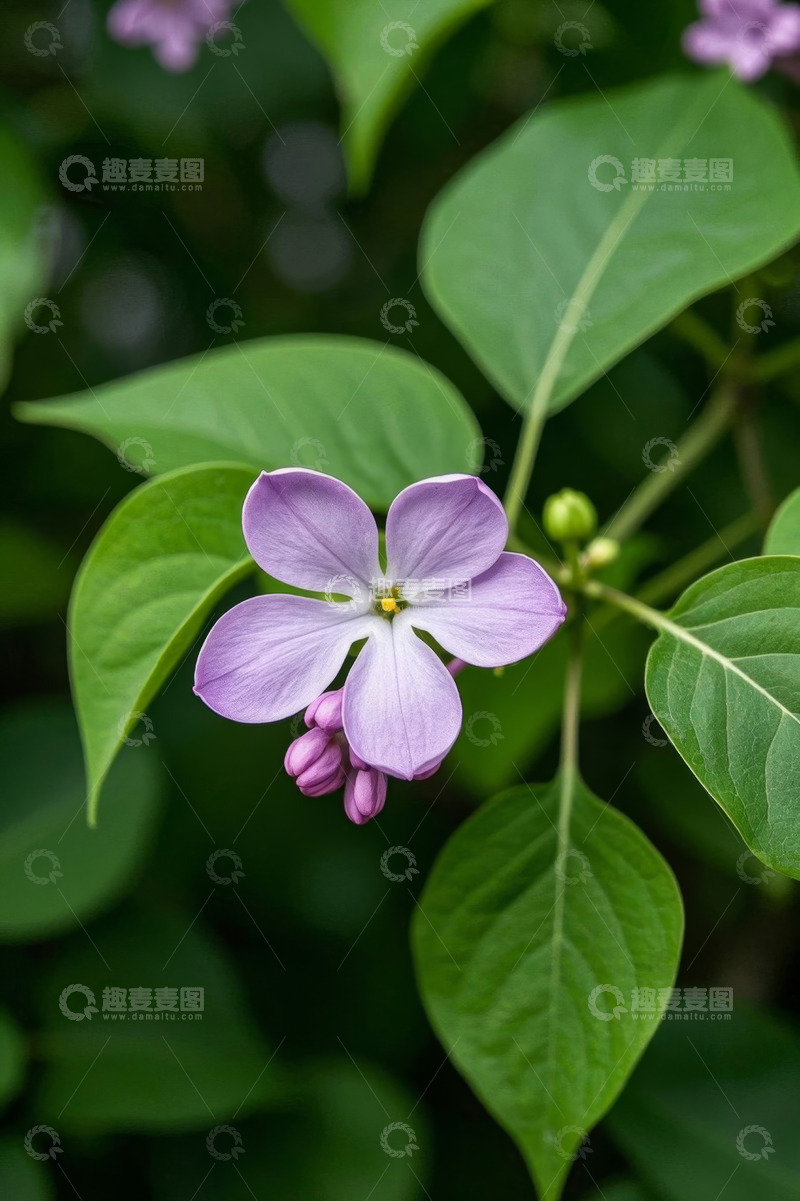 高清大图下载【趣麦麦图】紫色花朵与绿叶特写