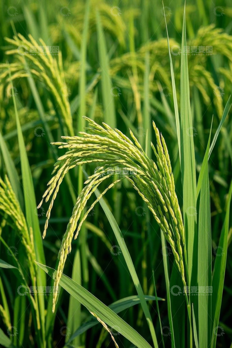 高清大图下载【趣麦麦图】成熟饱满的稻田稻穗特写