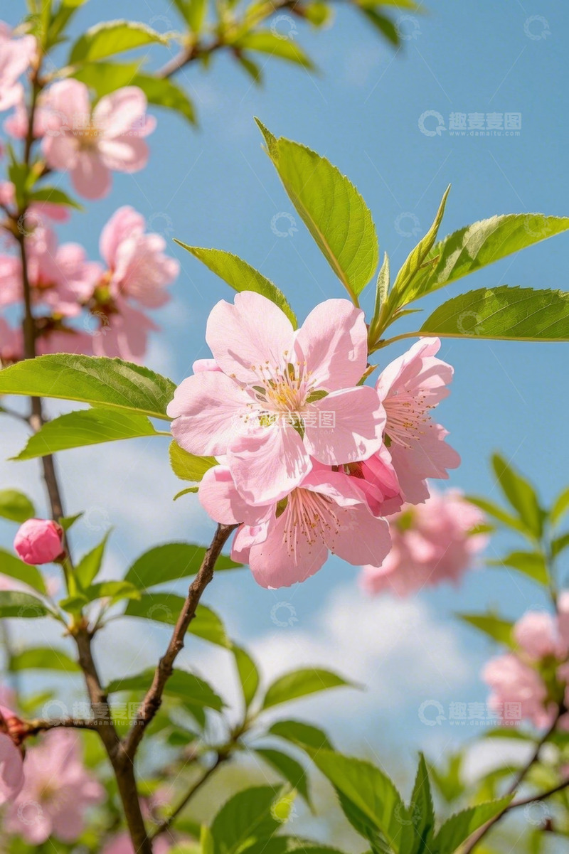 高清大图下载【趣麦麦图】蓝天背景下的粉色花朵