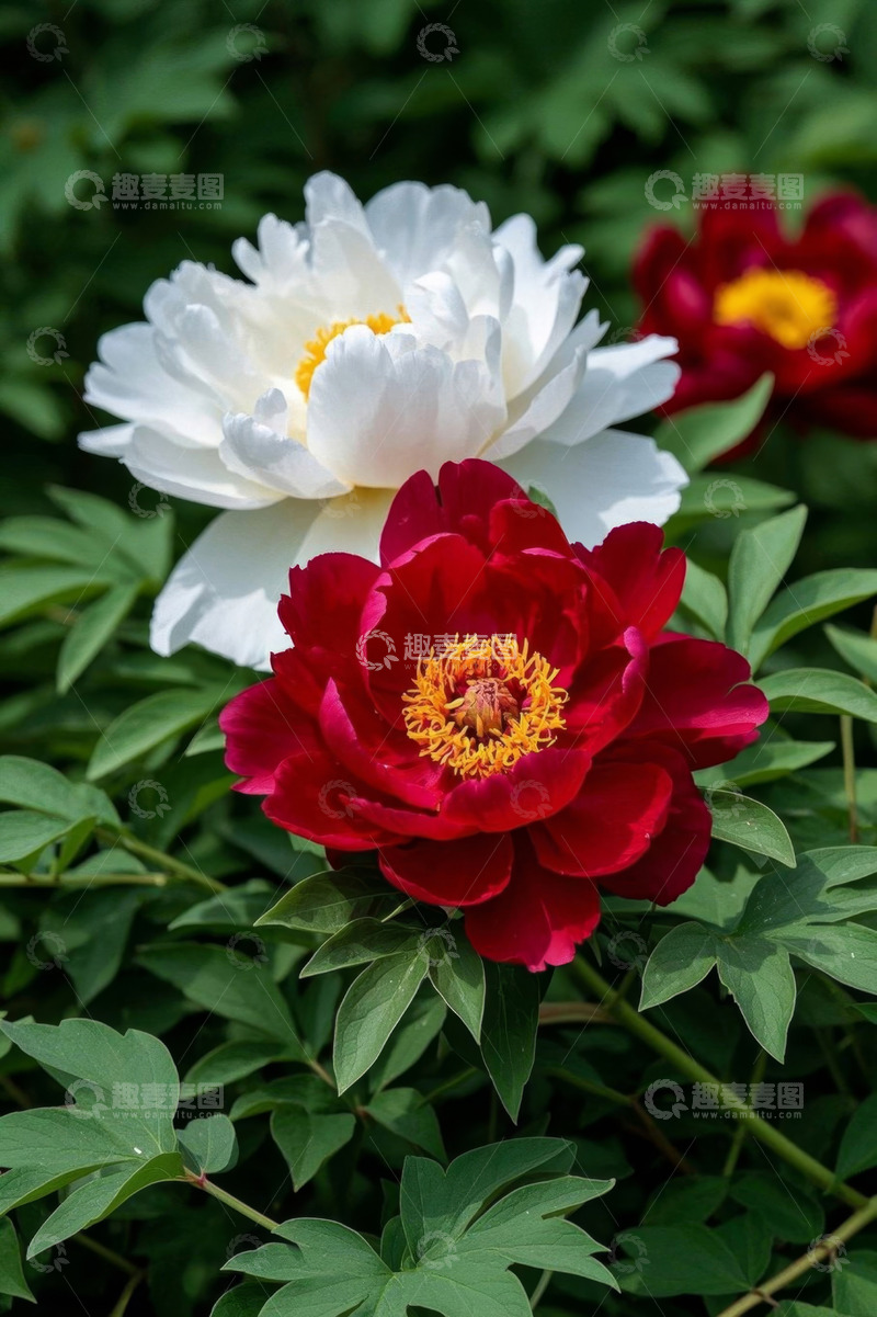高清大图下载【趣麦麦图】盛开的红白牡丹花