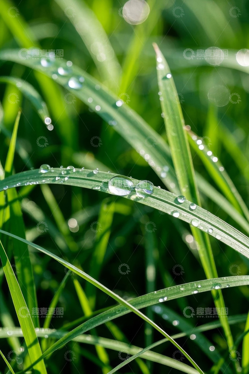 高清大图下载【趣麦麦图】带露珠的绿色青草