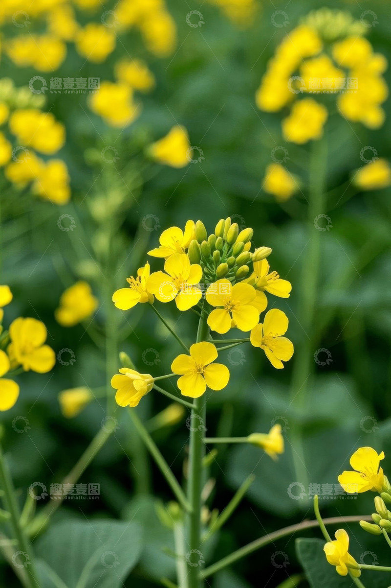 高清大图下载【趣麦麦图】黄色油菜花特写