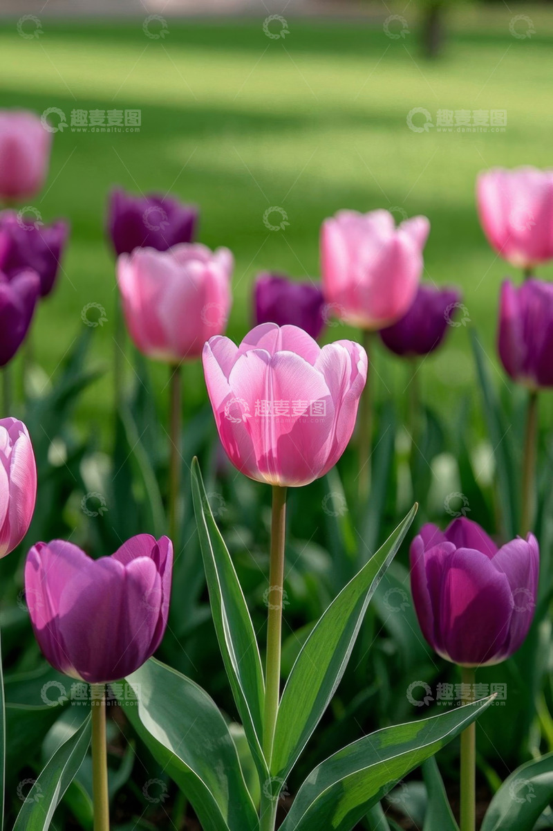 高清大图下载【趣麦麦图】粉色紫色郁金香花丛