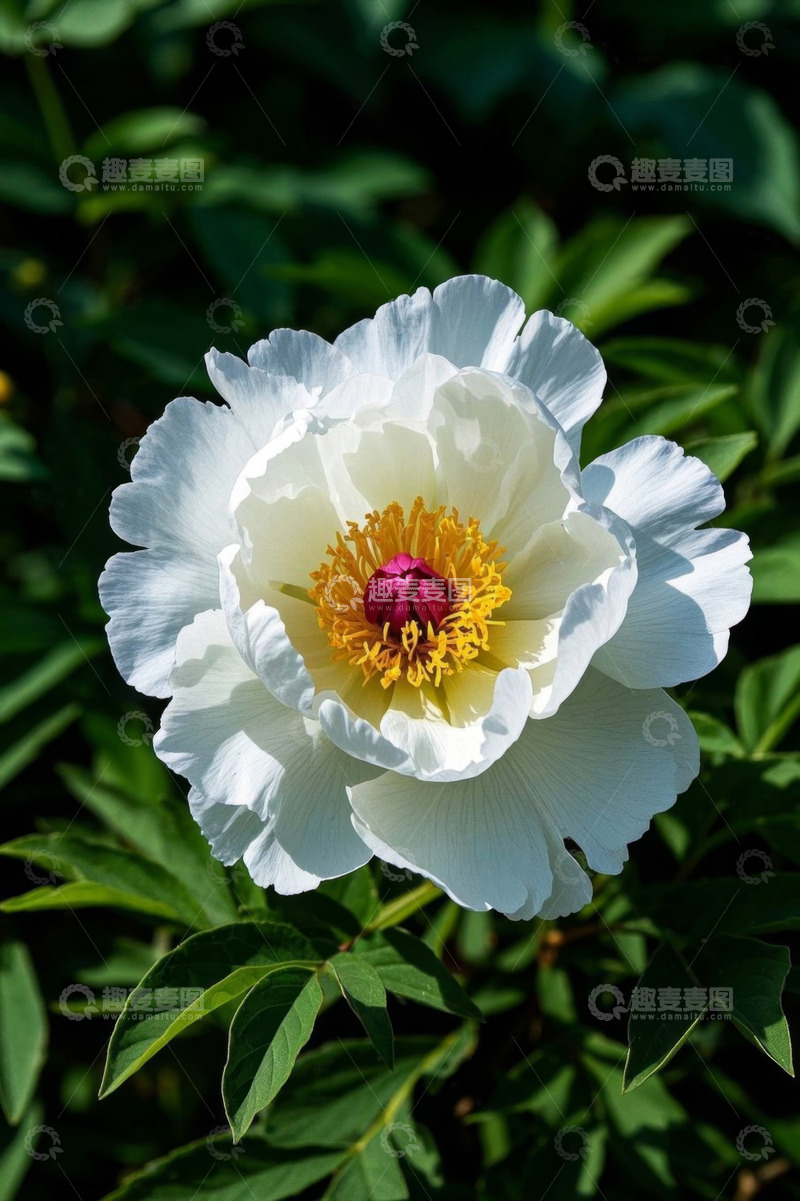高清大图下载【趣麦麦图】盛开的白色牡丹花特写