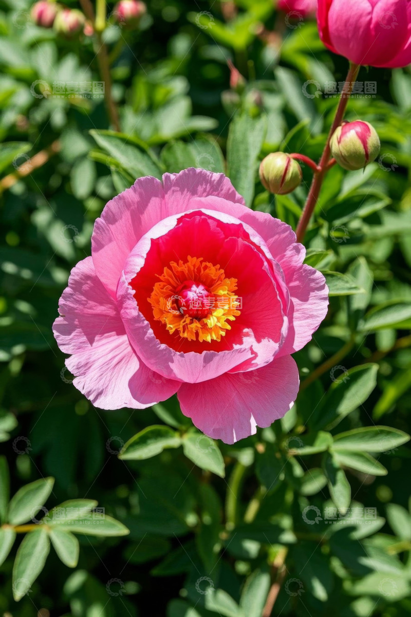 高清大图下载【趣麦麦图】盛开的粉色芍药花特写