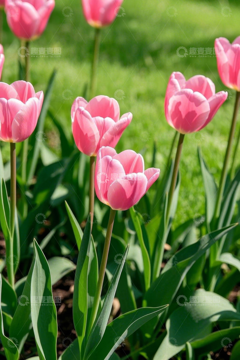 高清大图下载【趣麦麦图】粉色郁金香花丛特写