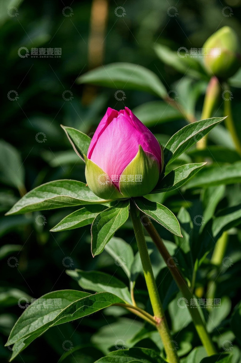 高清大图下载【趣麦麦图】粉色芍药花特写