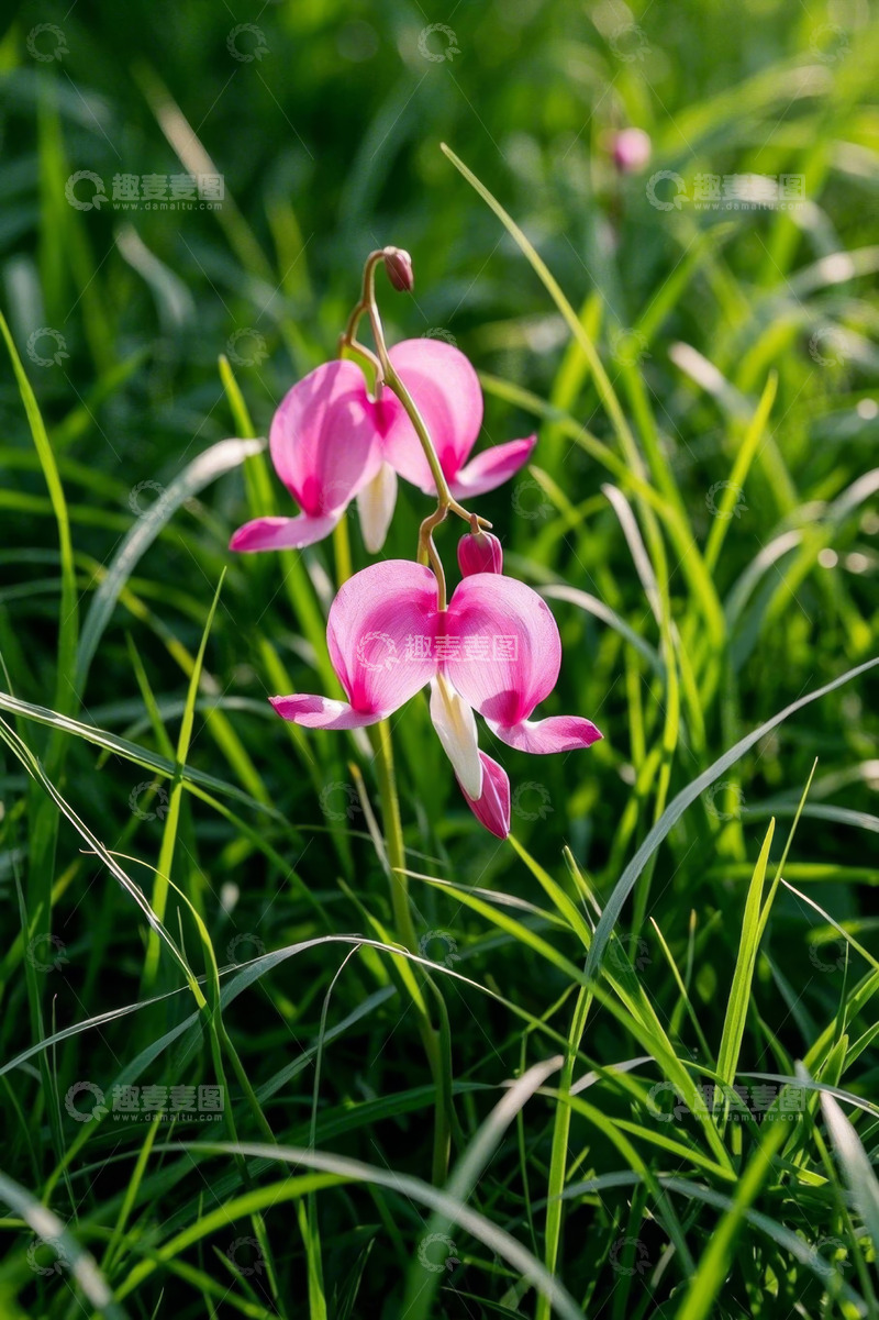 高清大图下载【趣麦麦图】草丛中的粉色荷包牡丹花
