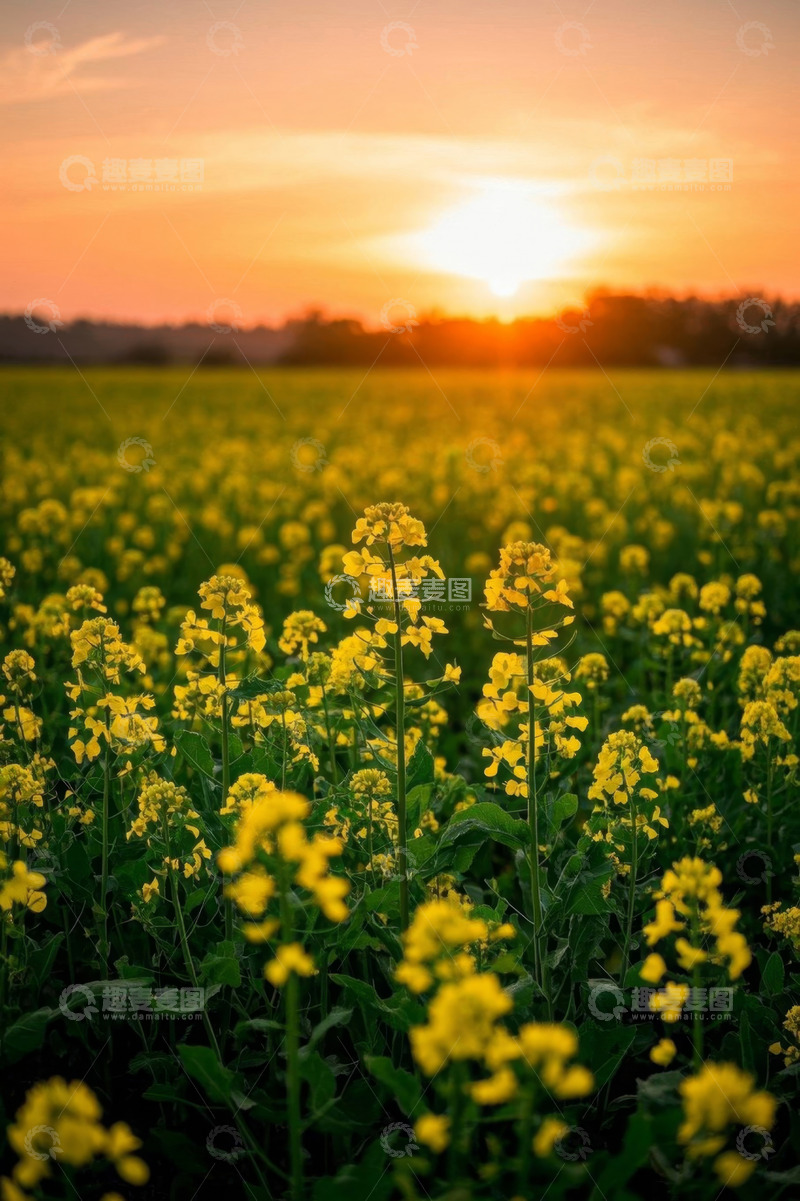 高清大图下载【趣麦麦图】夕阳下的黄色油菜花田