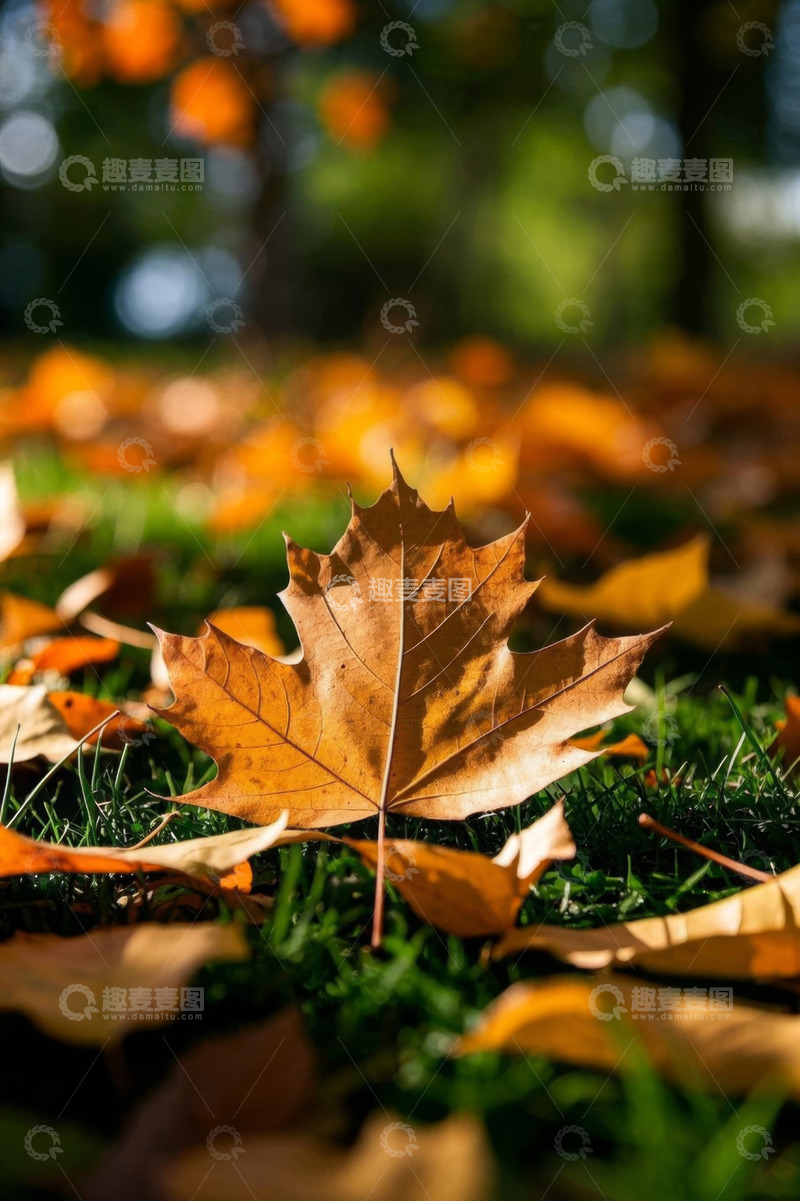 高清大图下载【趣麦麦图】草地上的黄色枫叶特写