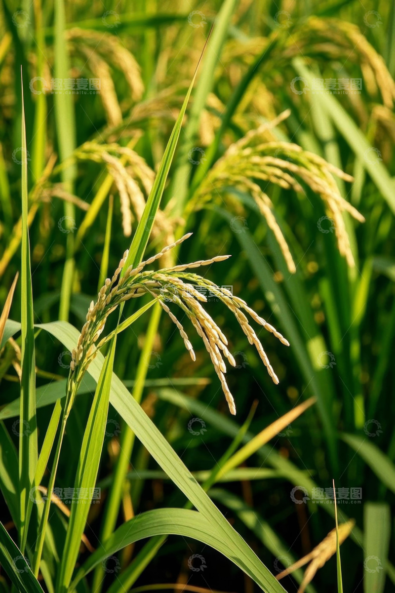 高清大图下载【趣麦麦图】稻田里成熟的稻穗特写