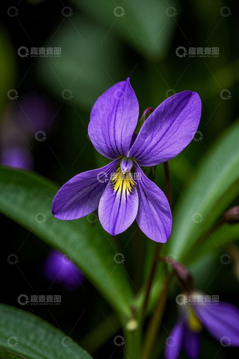 高清大图下载【趣麦麦图】紫色花朵特写